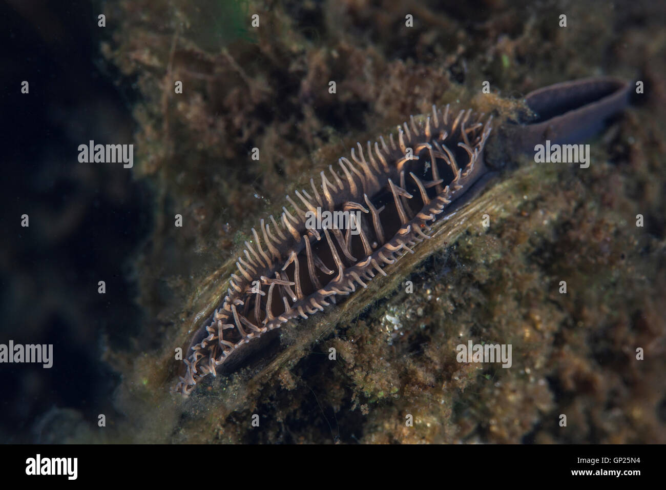 Freshwater Mussel, Elliptio complanato, Massachusetts, Cape Cod, USA Stock Photo