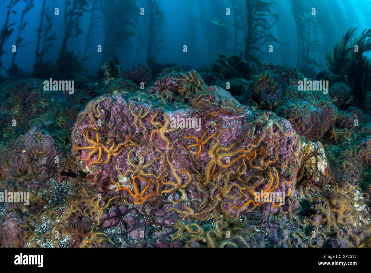 Colored Brittle Stars in Kelp Forest, Ophiothrix spiculata, Channel