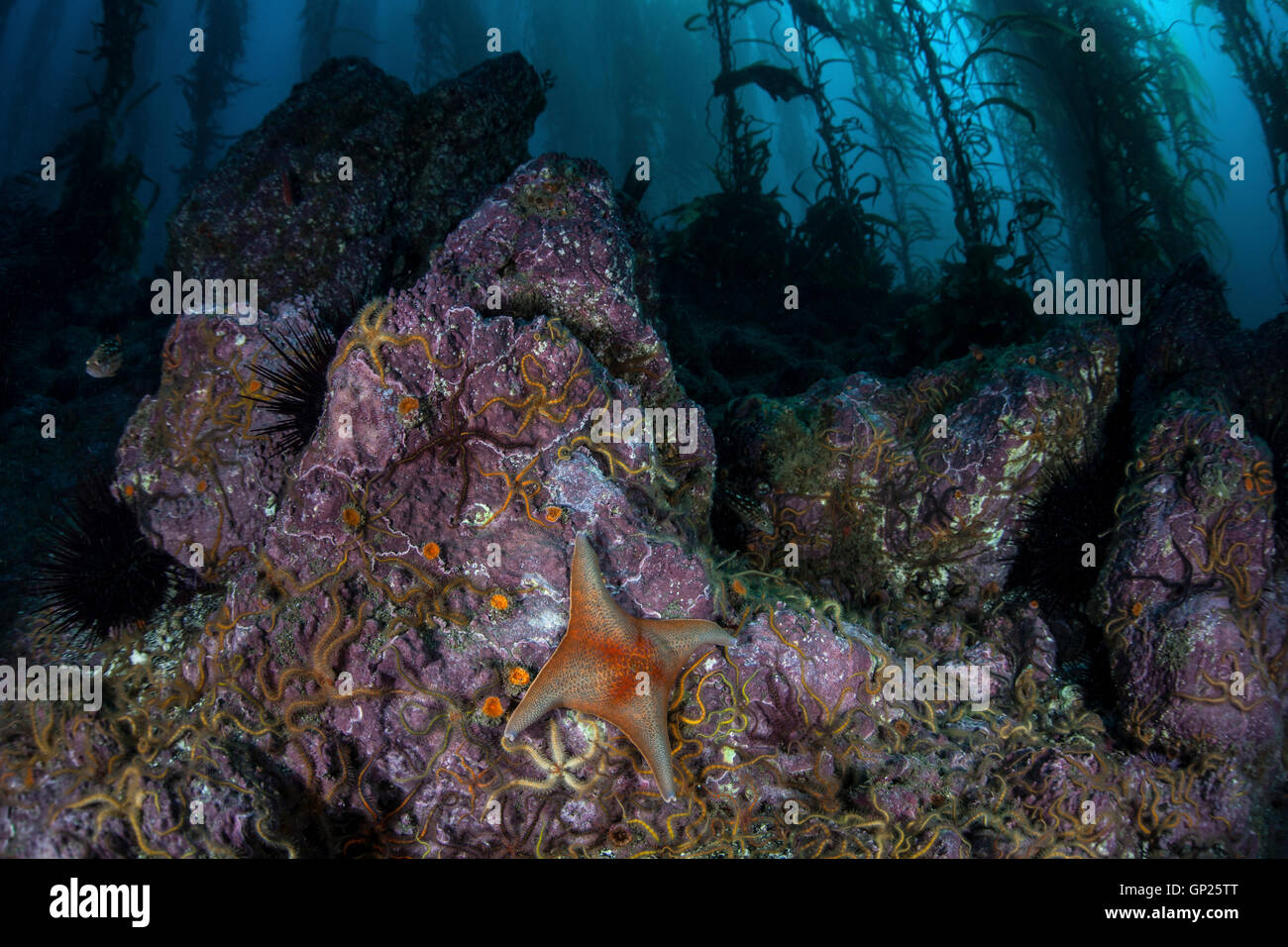 Kelp Forest Channel Islands High Resolution Stock Photography and