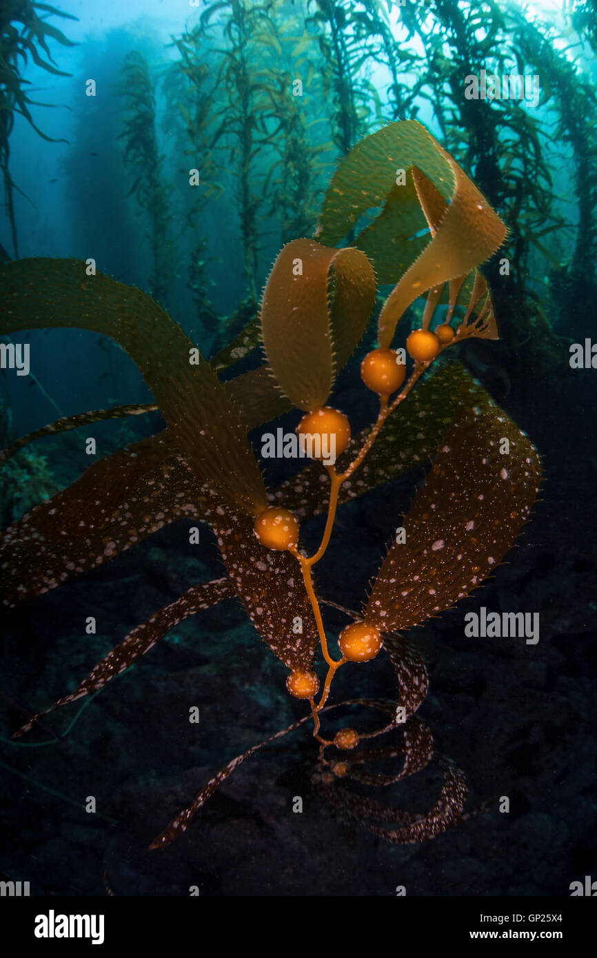 Giant Kelp, Macrocystis pyrifera, Channel Islands, California, USA Stock Photo