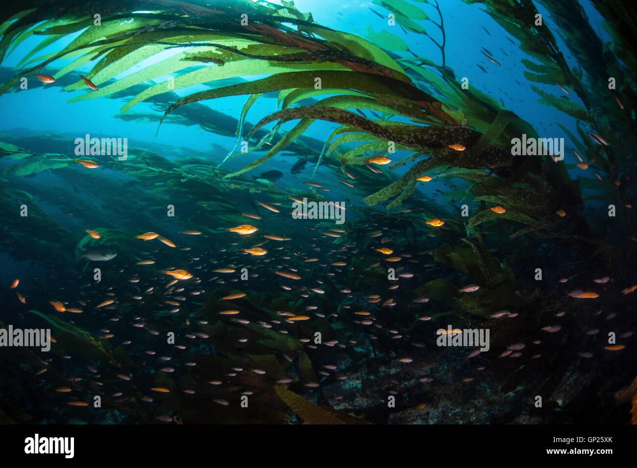 Shoal of various Fishes in Kelp Forest, Channel Islands, California, USA Stock Photo