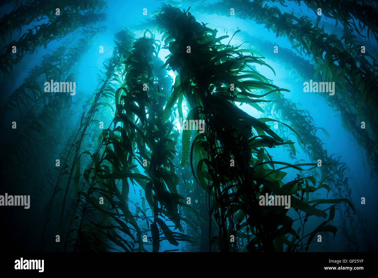 Giant Kelp, Macrocystis pyrifera, Channel Islands, California, USA Stock Photo