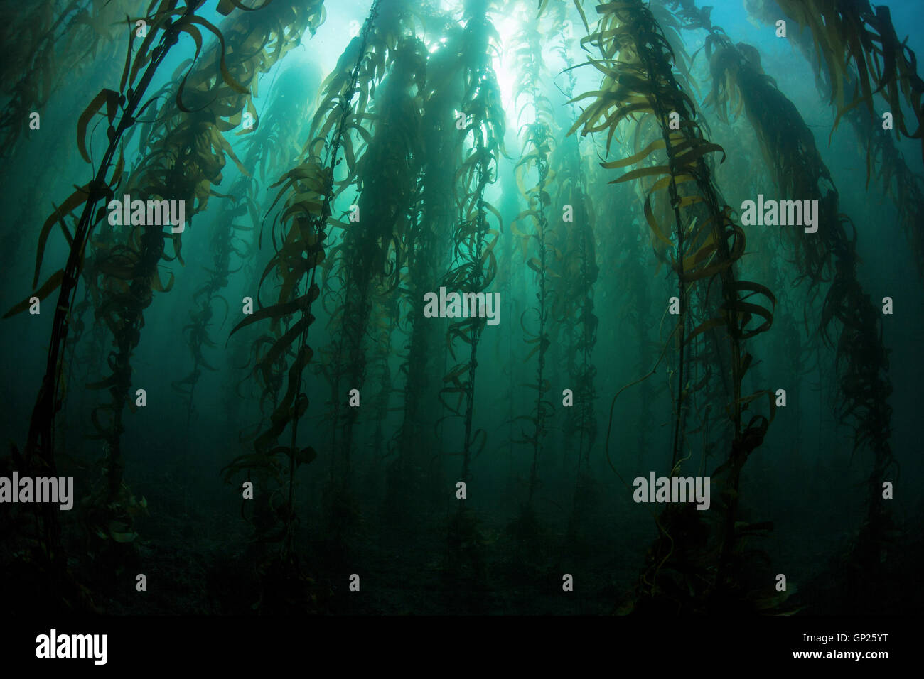 Giant Kelp, Macrocystis pyrifera, Channel Islands, California, USA ...