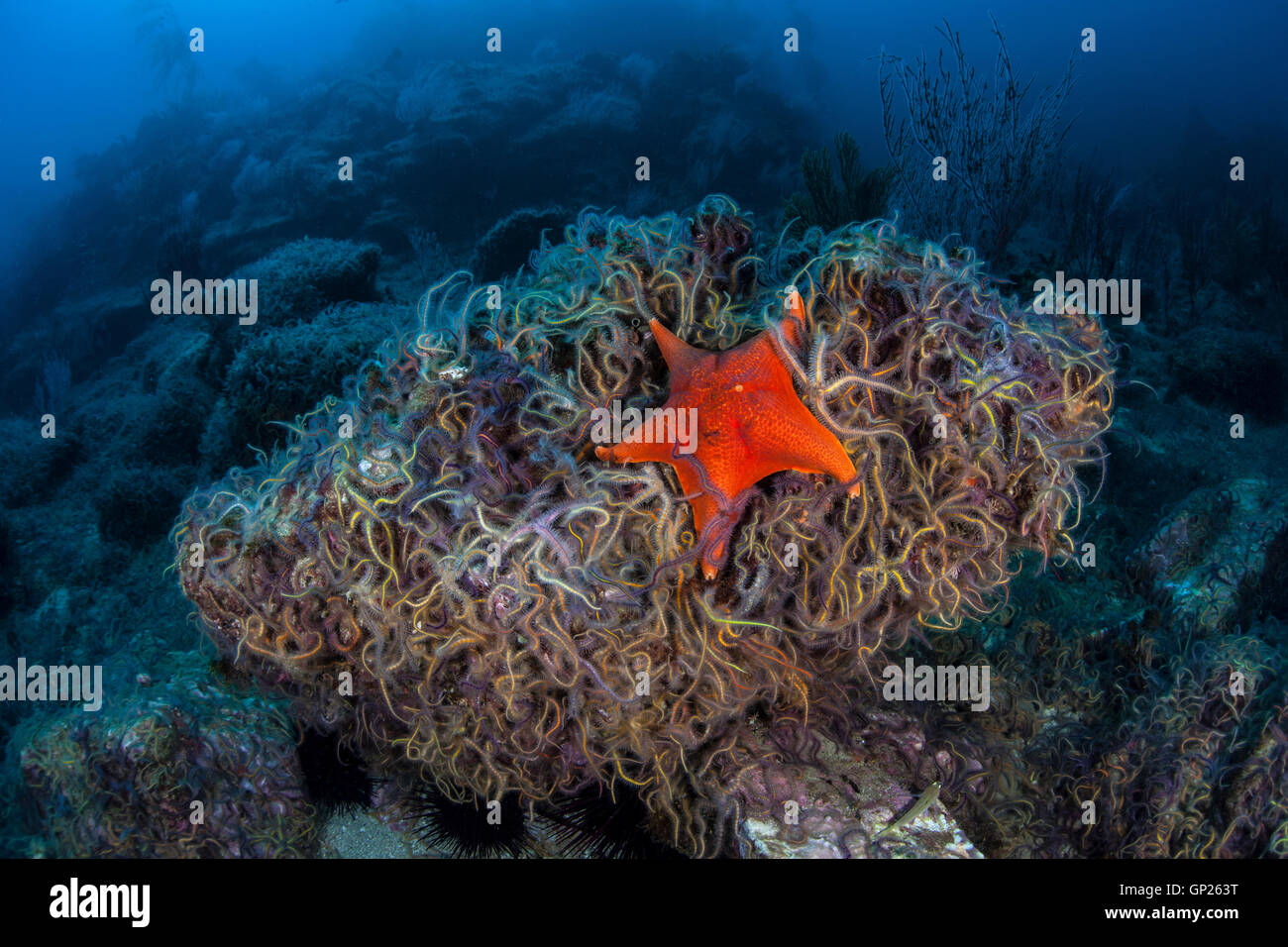 Colored Brittle Stars, Ophiothrix spiculata, Channel Islands ...