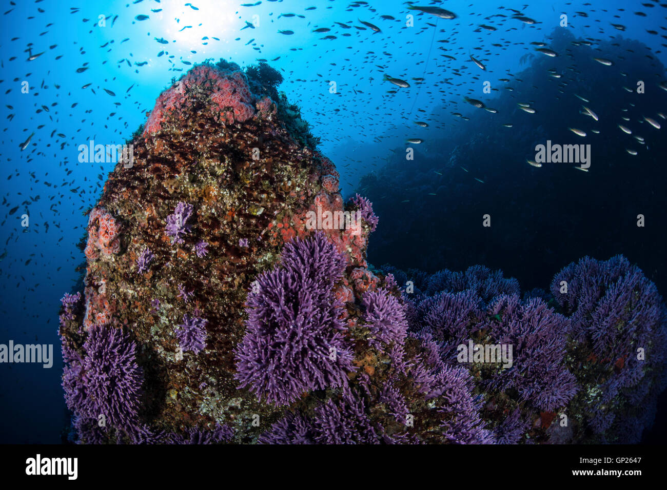 Purple Hydrocorals, Stylaster californicus, Channel Islands, California, USA Stock Photo