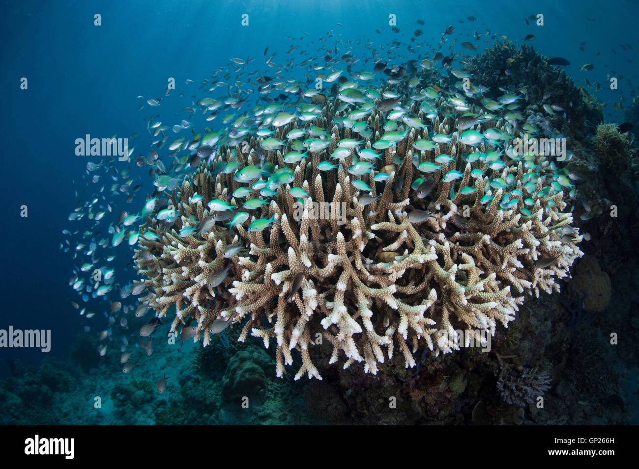 Blue-green Chromis over Coral Reef, Chromis viridis, Komodo National Park, Indonesia Stock Photo