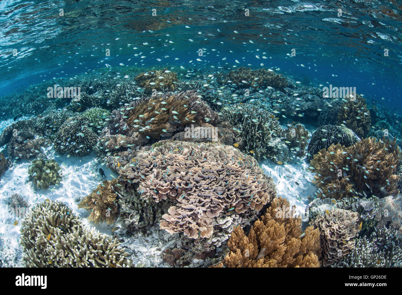 Blue-green Chromis over Coral Reef, Chromis viridis, Komodo National Park, Indonesia Stock Photo