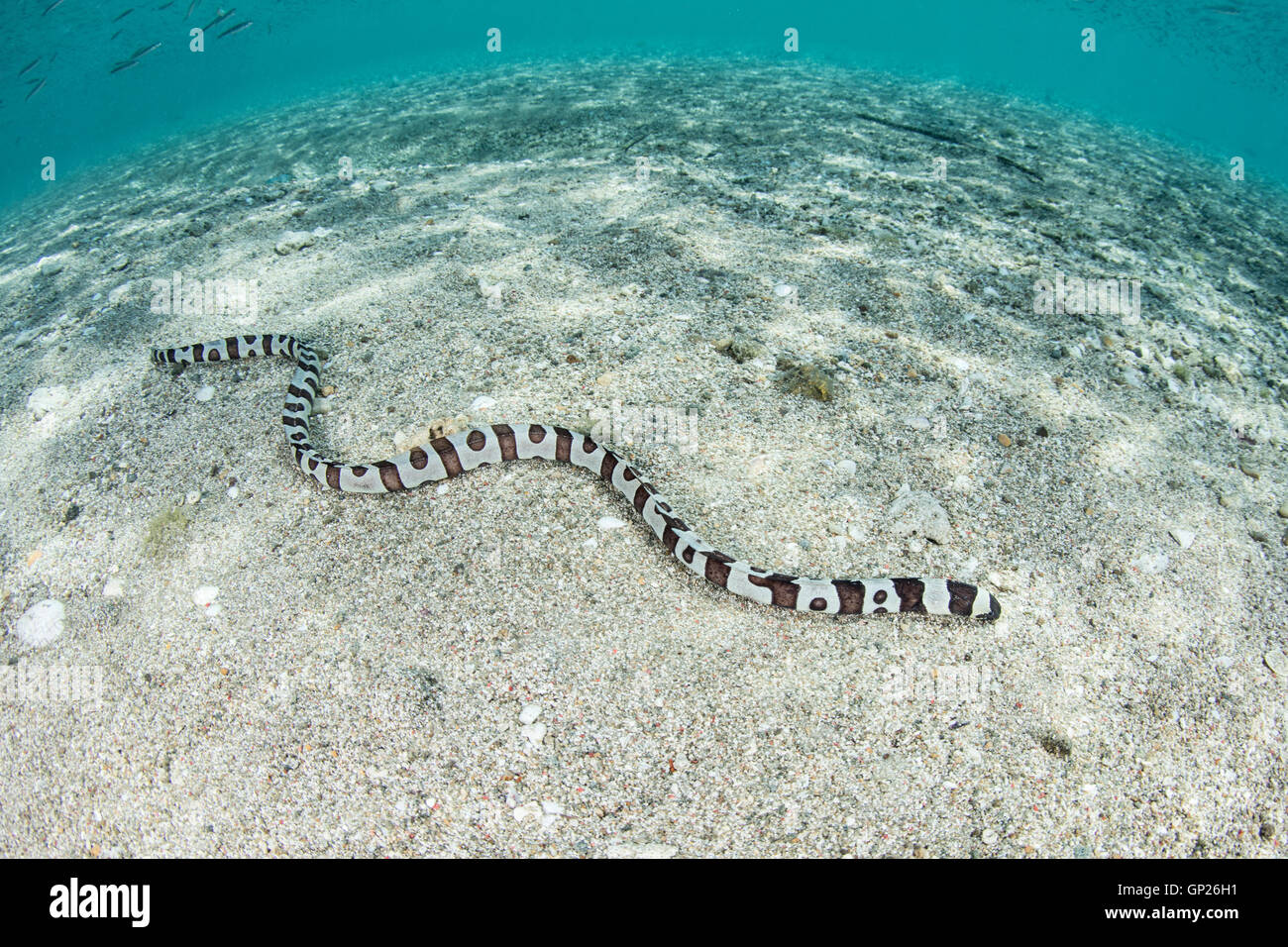 Banded Snake Eel, Myrichthys colubrinus, Komodo National Park, Indonesia Stock Photo