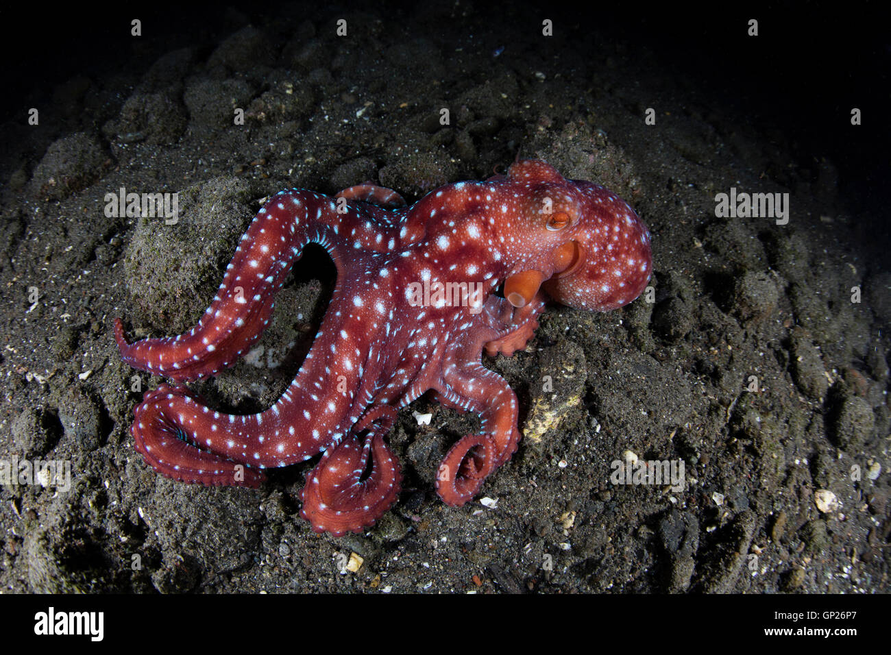 Starry Night Octopus, Octopus luteus, Komodo National Park, Indonesia Stock Photo