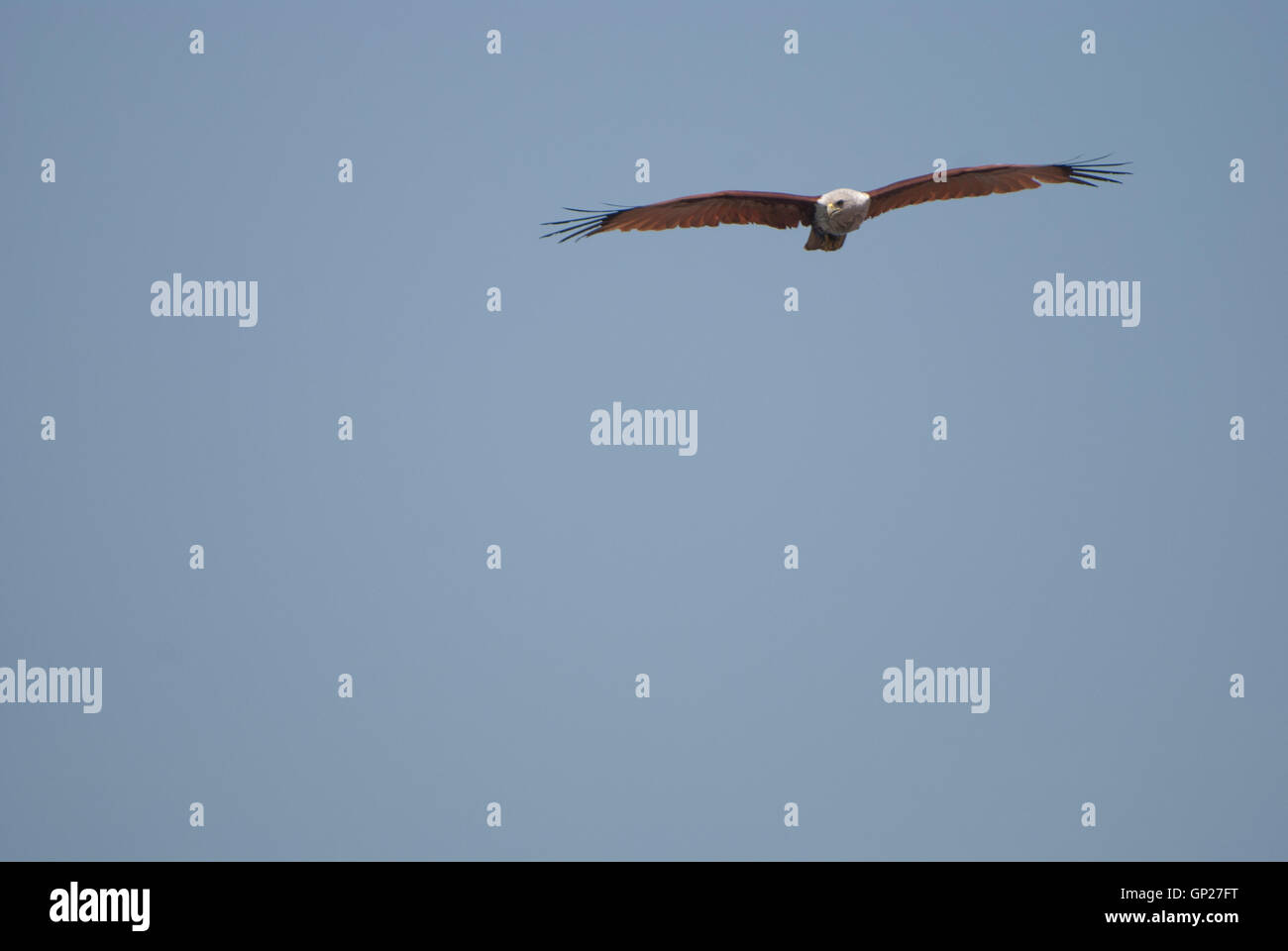 Bird of Prey, Kerala, India. Stock Photo