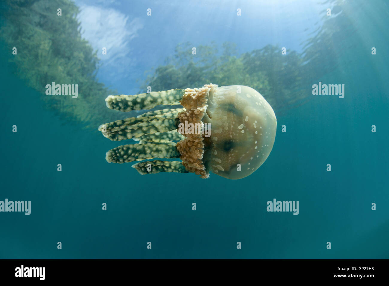 Golden Jellyfish, Mastigias papua, Micronesia, Palau Stock Photo