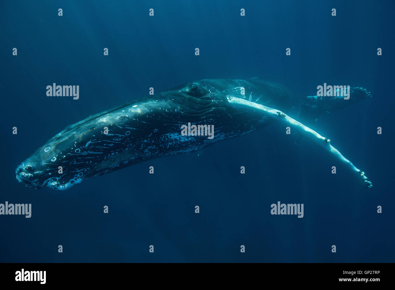 Humpback Whale, Megaptera novaeangliae, Silver Bank, Atlantic Ocean, Dominican Republic Stock Photo