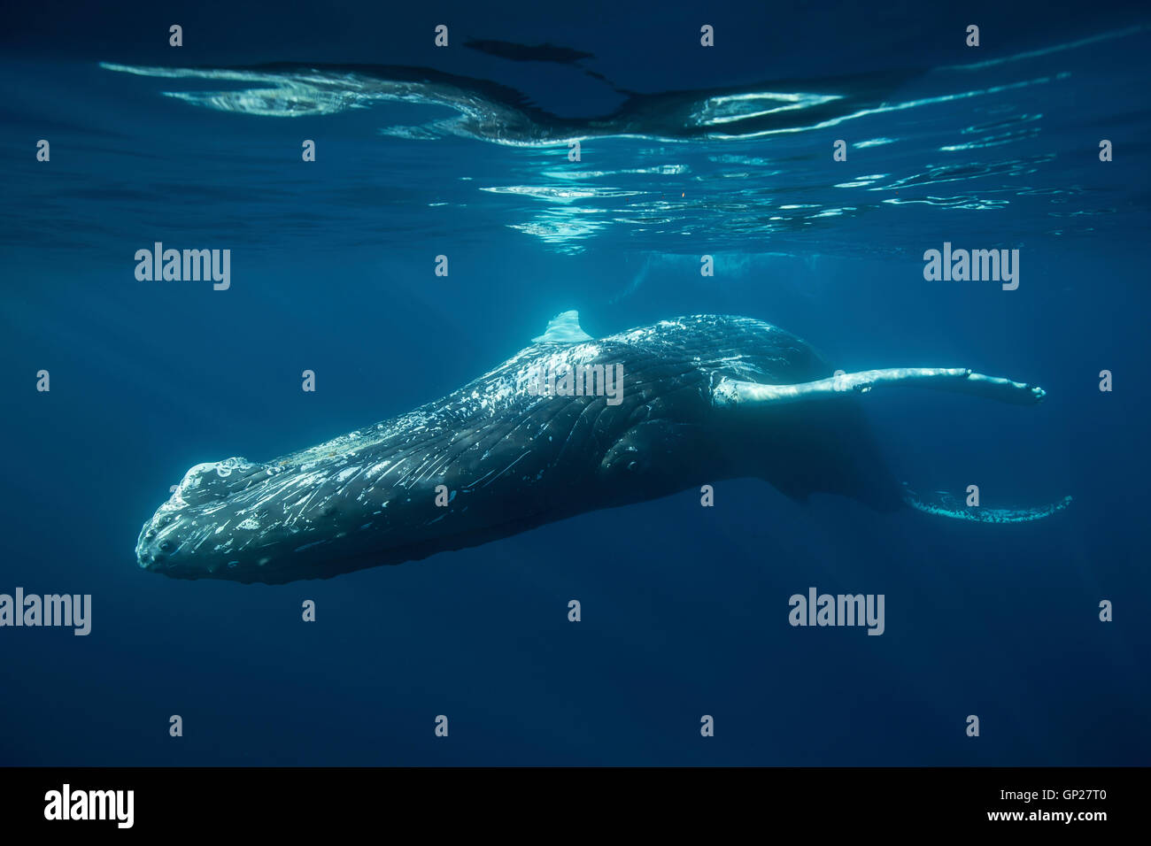 Humpback Whale, Megaptera novaeangliae, Silver Bank, Atlantic Ocean, Dominican Republic Stock Photo