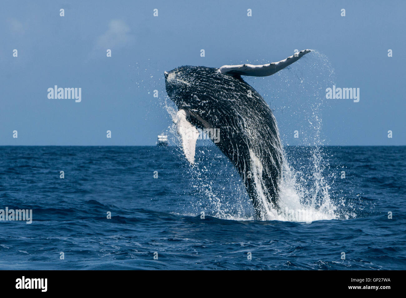 Humpback whale breaching people hi-res stock photography and images - Alamy