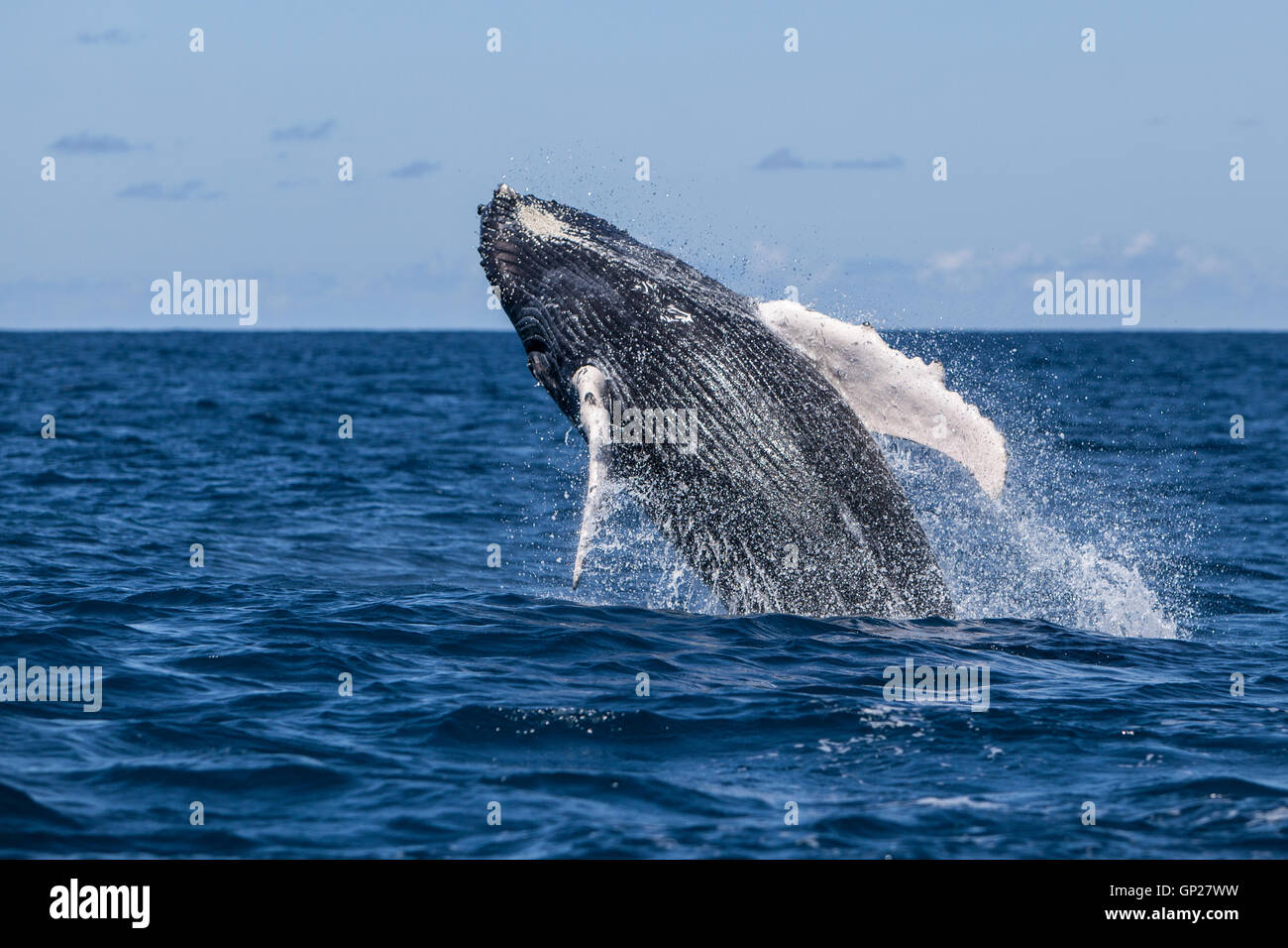 Humpback whale breaching people hi-res stock photography and images - Alamy