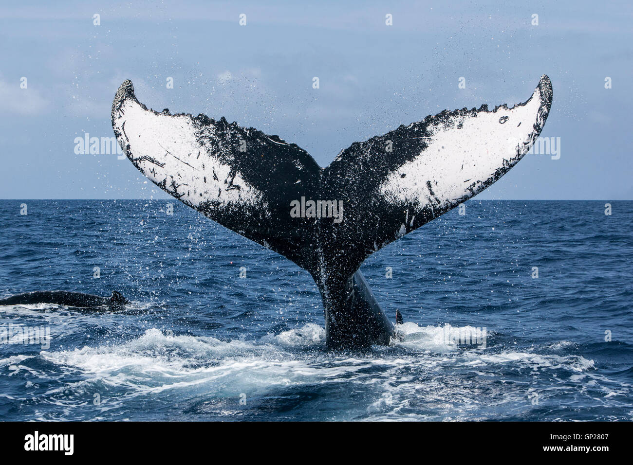 Fluke of Humpback Whale, Megaptera novaeangliae, Silver Bank, Atlantic Ocean, Dominican Republic Stock Photo