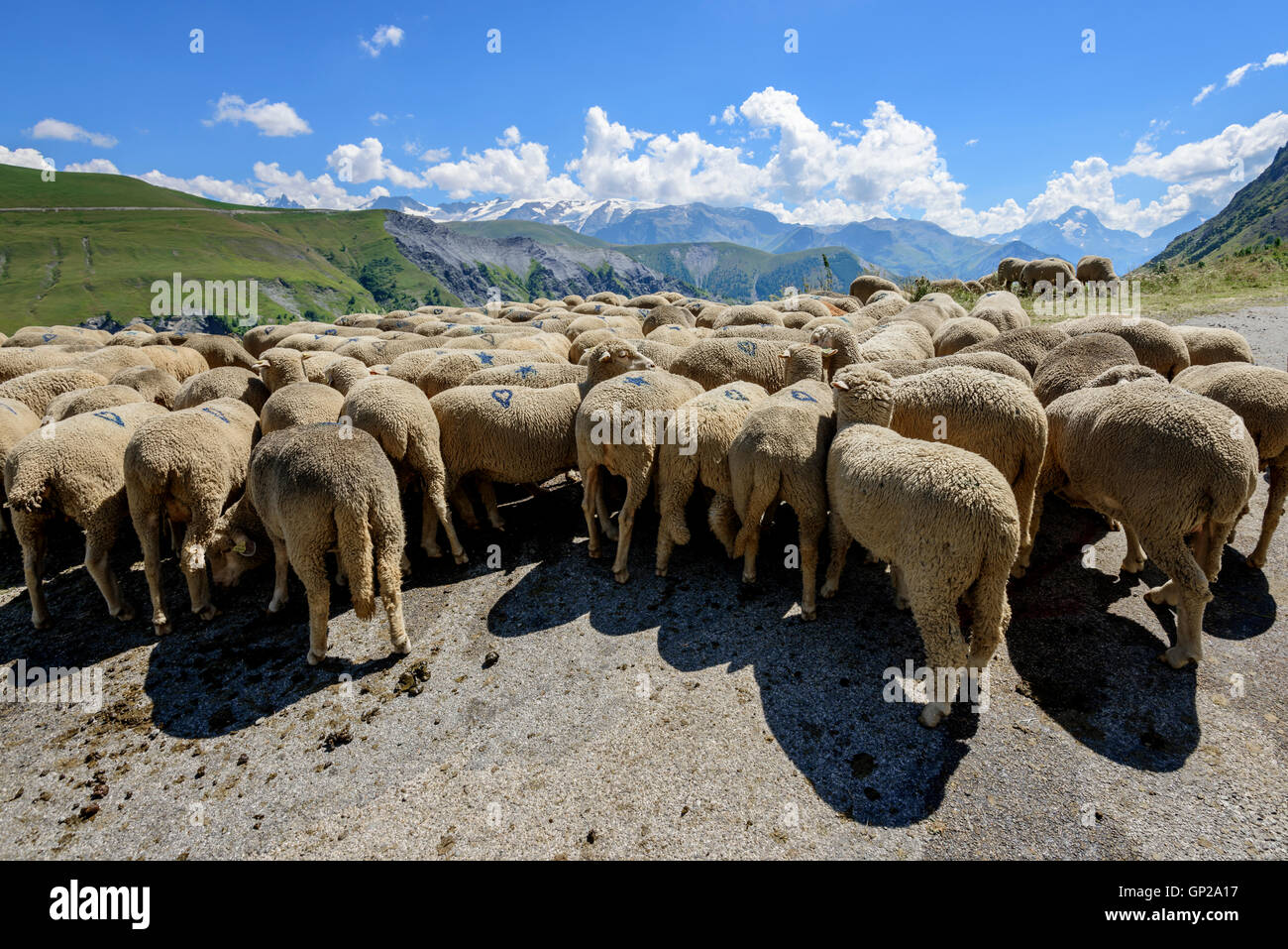 Flock of sheep (Ovis aries) on the middle of the road in the French ...