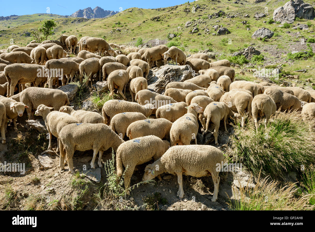 Flock of sheep (Ovis aries) grazing in the French Alps, near Clavans-en-Haut, Isere, Oisans, France, Europe Stock Photo