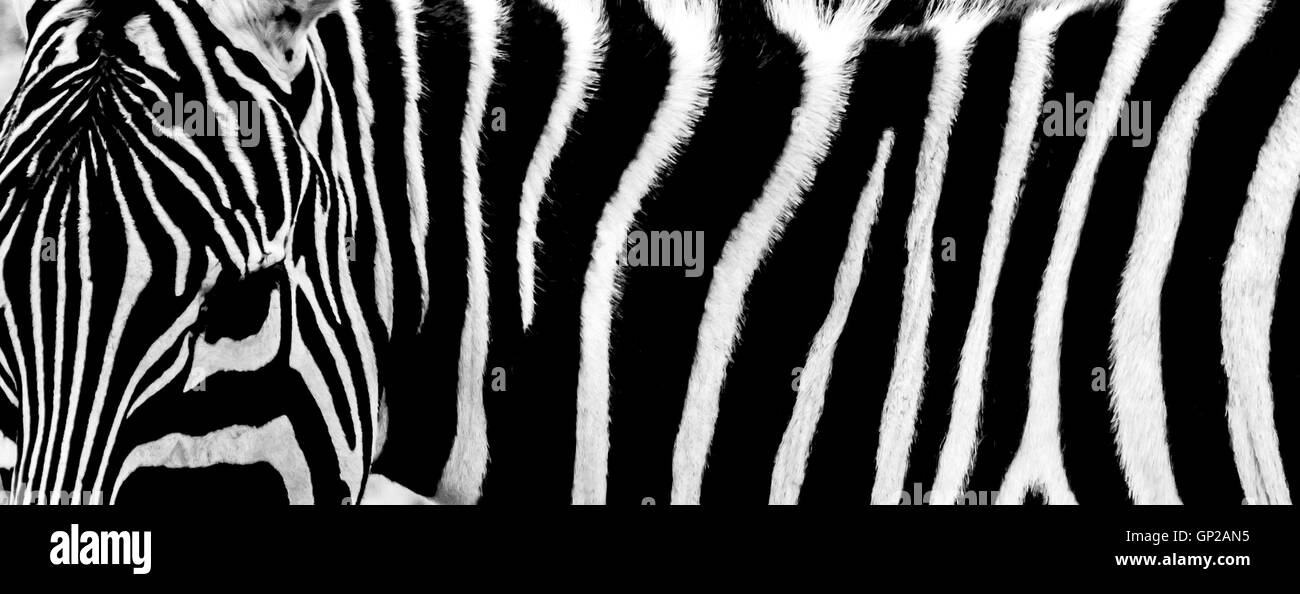 Zebra Stripes Stock Photo