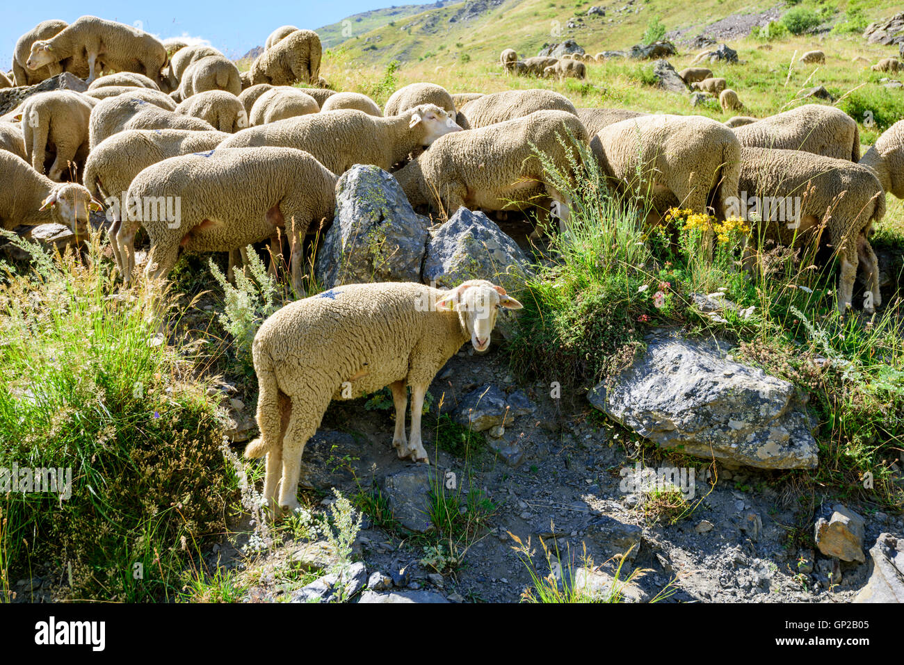 Flock of sheep (Ovis aries) grazing in the French Alps, near Clavans-en-Haut, Isere, Oisans, France, Europe Stock Photo