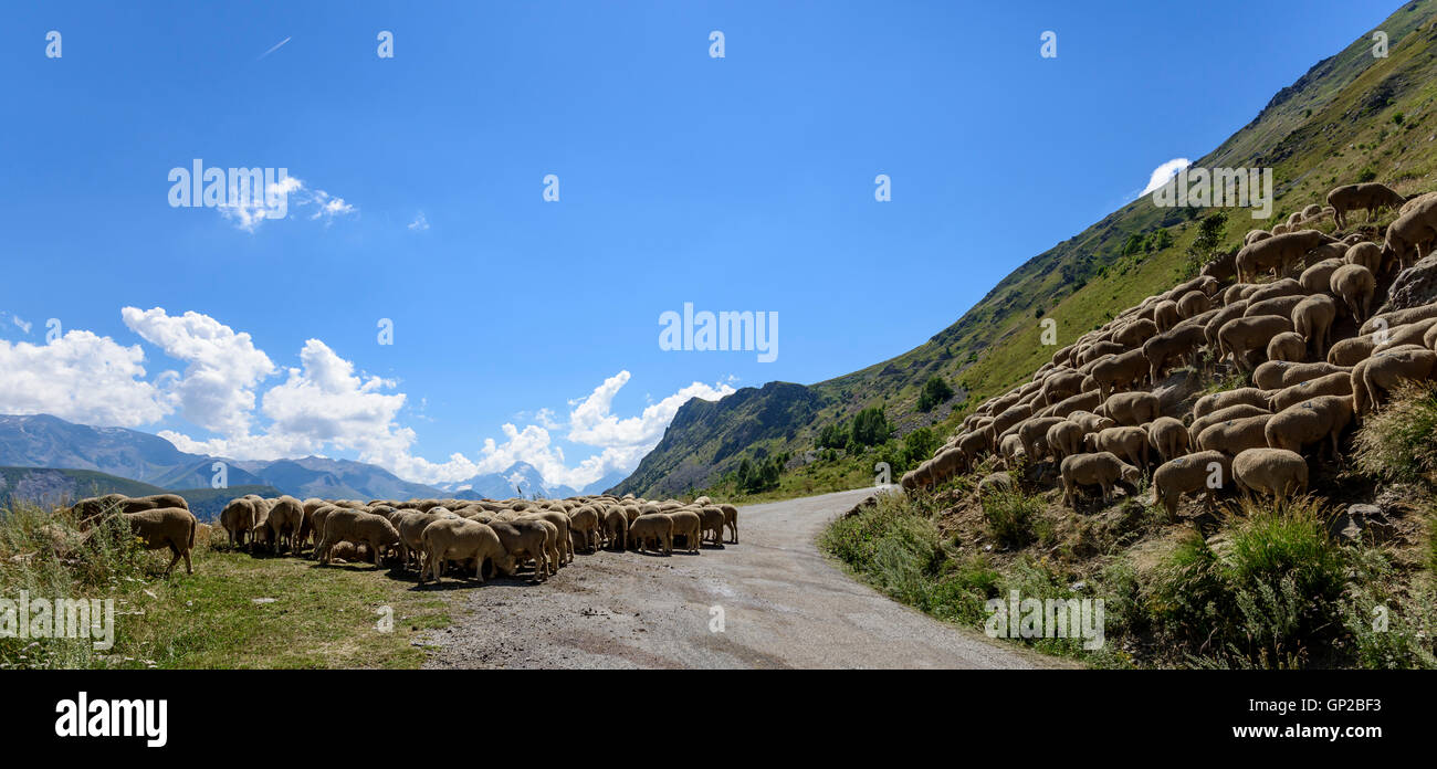 Flock of sheep (Ovis aries) on the middle of the road in the French Alps, near Clavans-en-Haut, Isere, Oisans, France, Europe Stock Photo