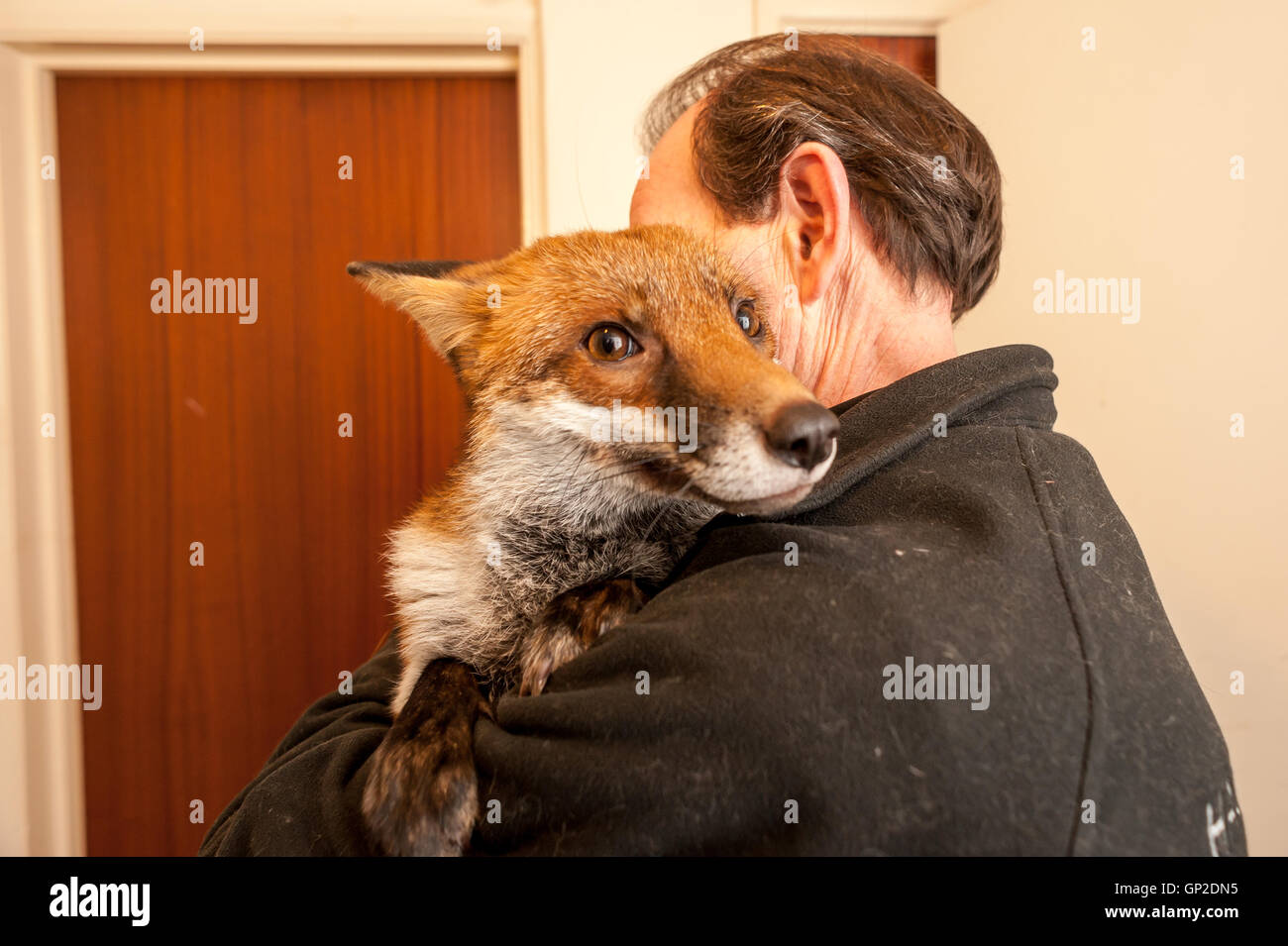 Steve Edgington, of Hassocks, West Sussex, with his pet fox, Miss Snooks. Stock Photo