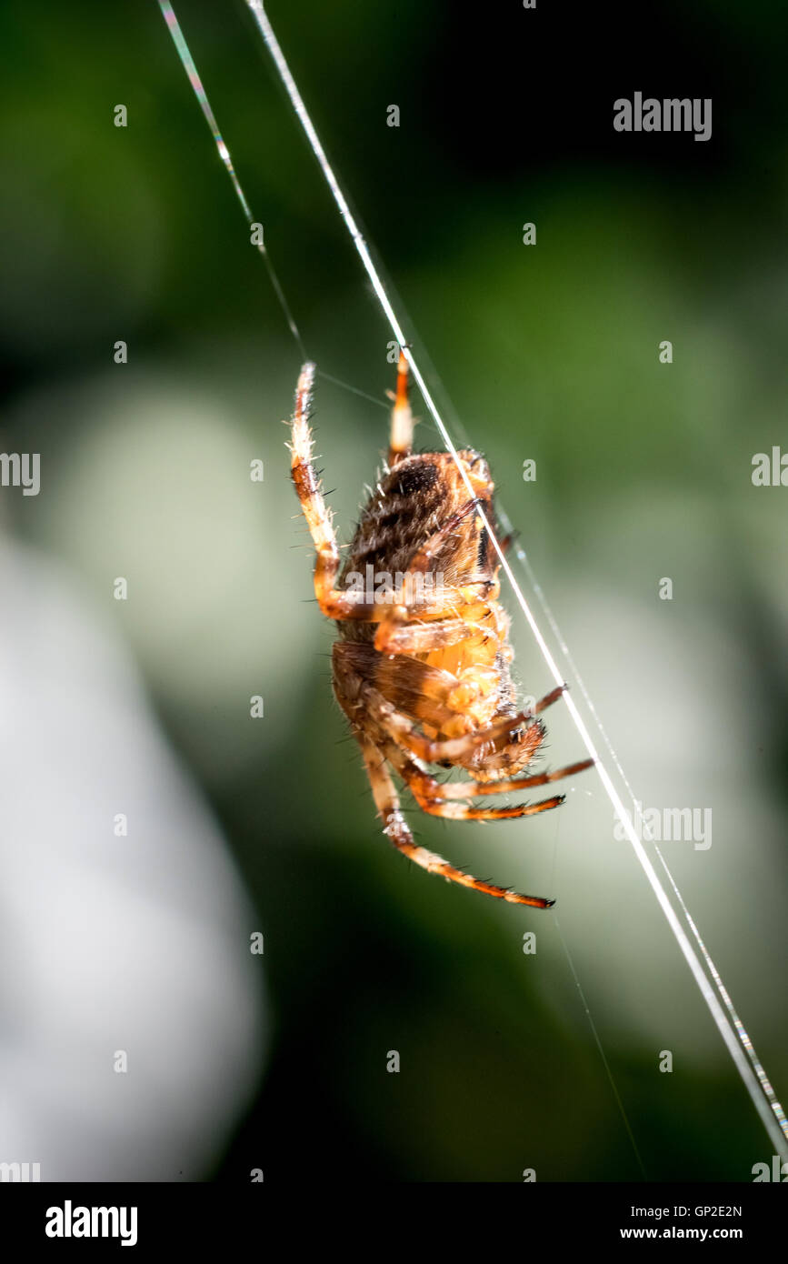 A common garden spider spinning a web in Sussex Stock Photo