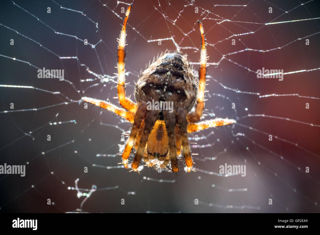 A common garden spider spinning a web in Sussex Stock Photo