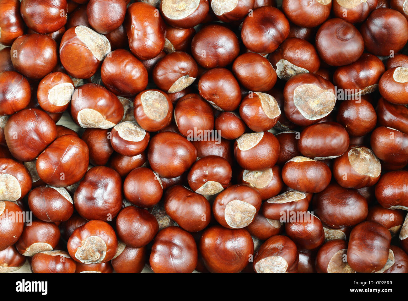 Chestnut backdrop hi-res stock photography and images - Alamy