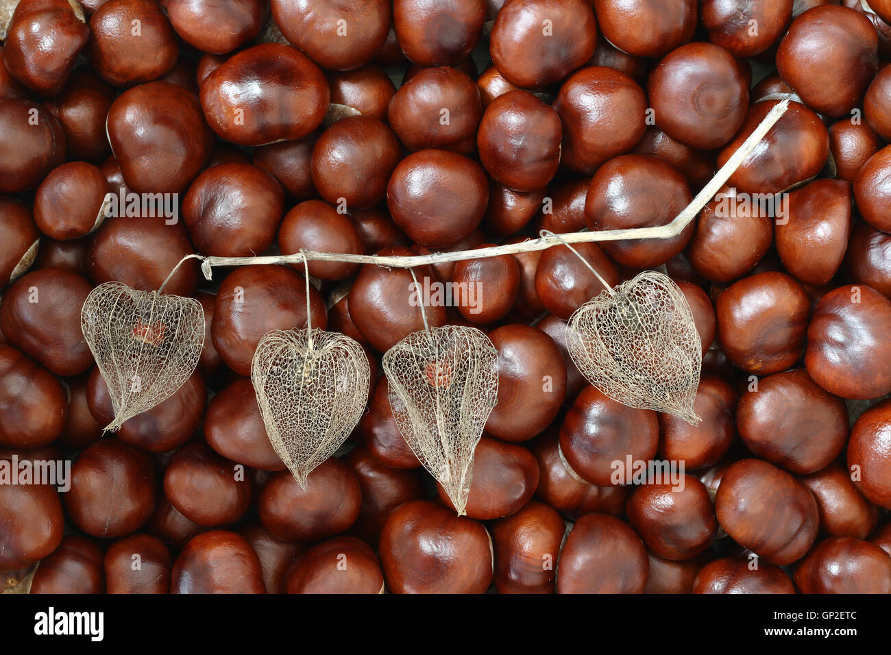 Dried fruits of Cape gooseberry on chestnuts Stock Photo