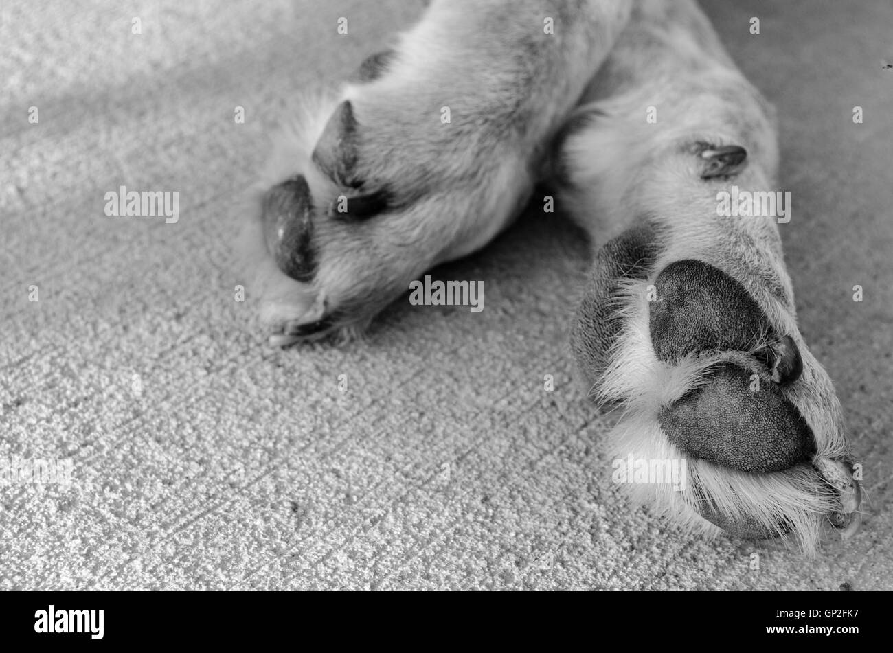 Dog's paws relaxed on the concrete. Stock Photo