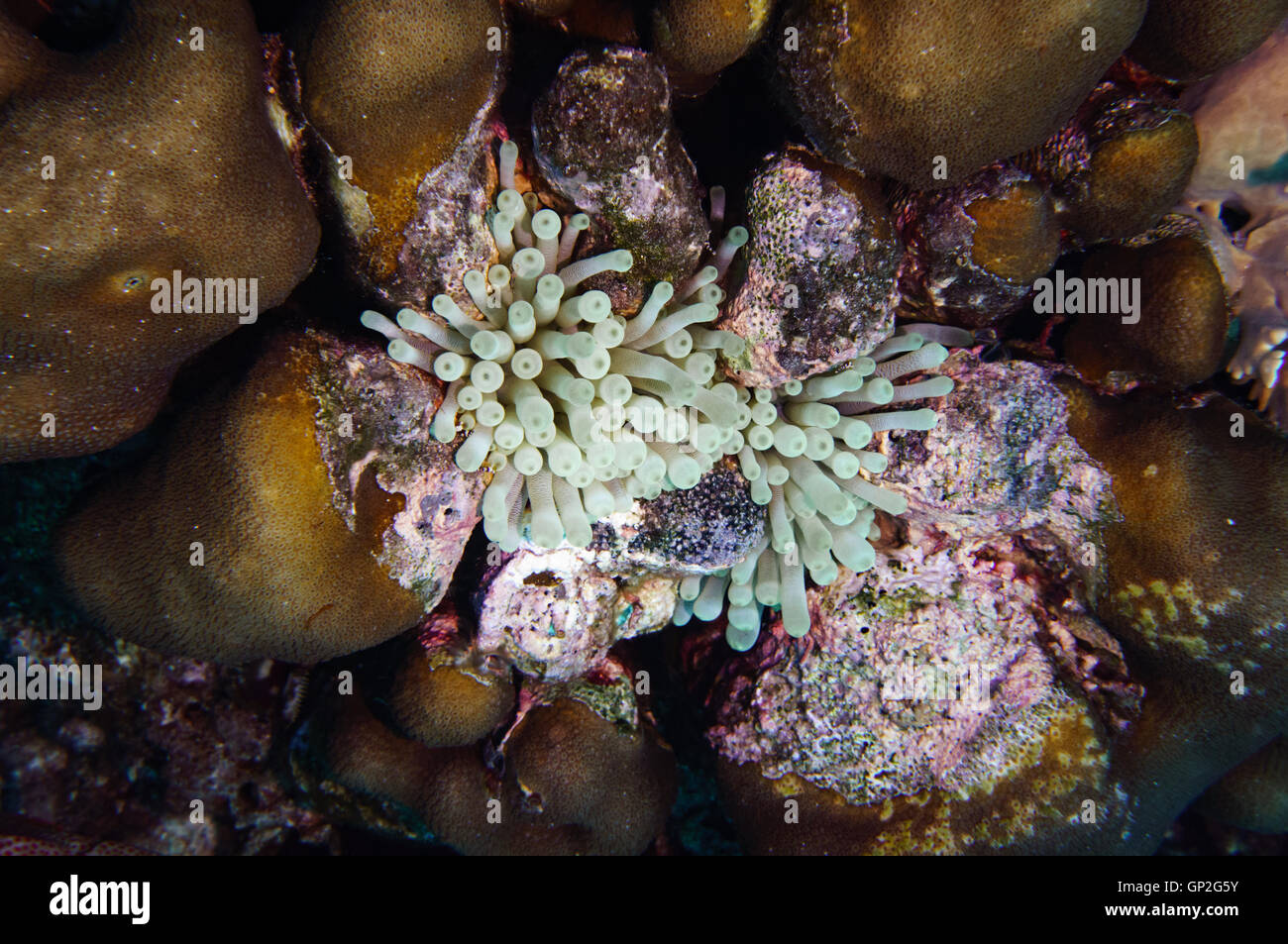 A giant Caribbean sea anemone (Condylactis gigantea) was surrounded by