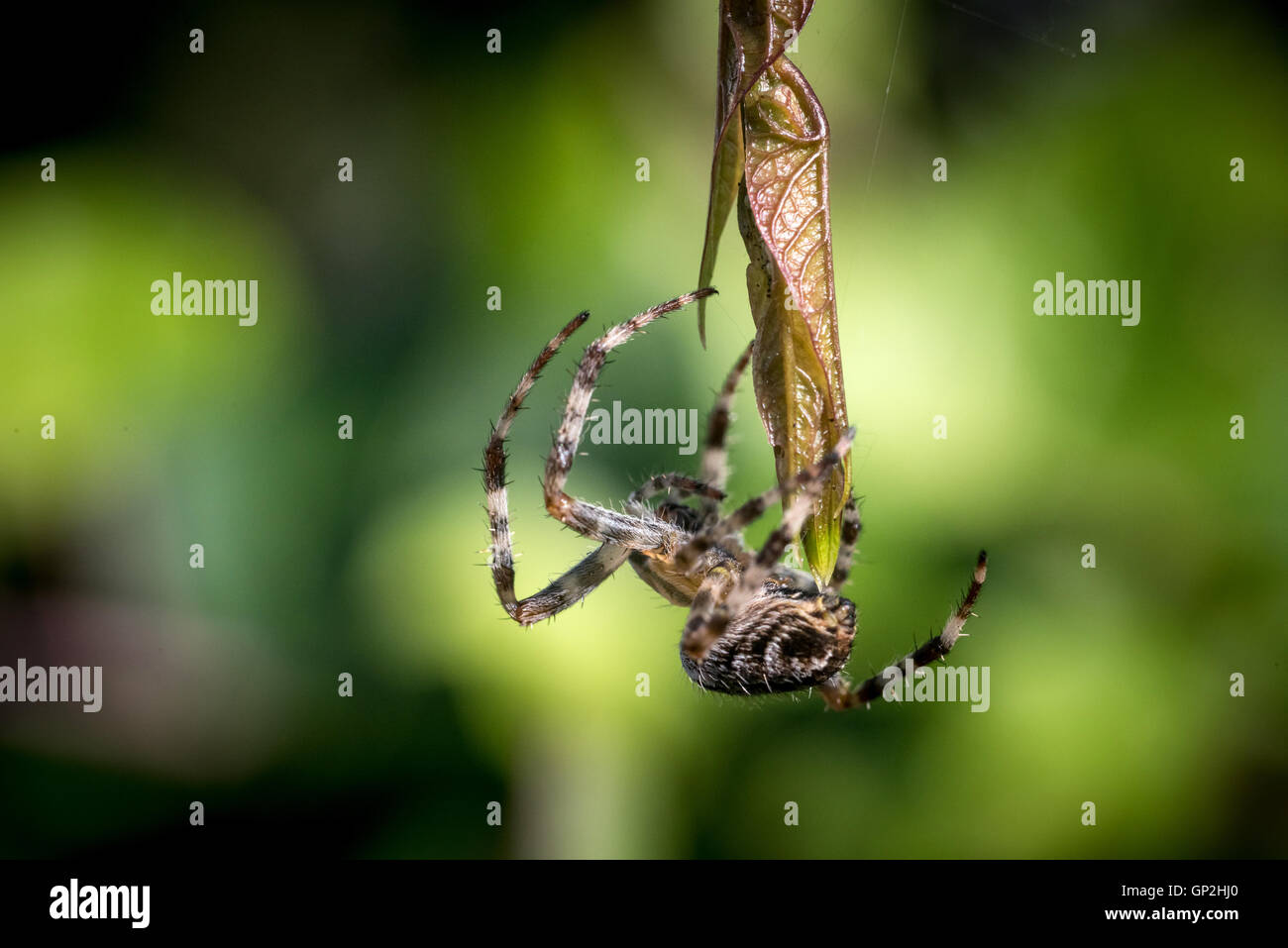 A common garden spider in Sussex Stock Photo