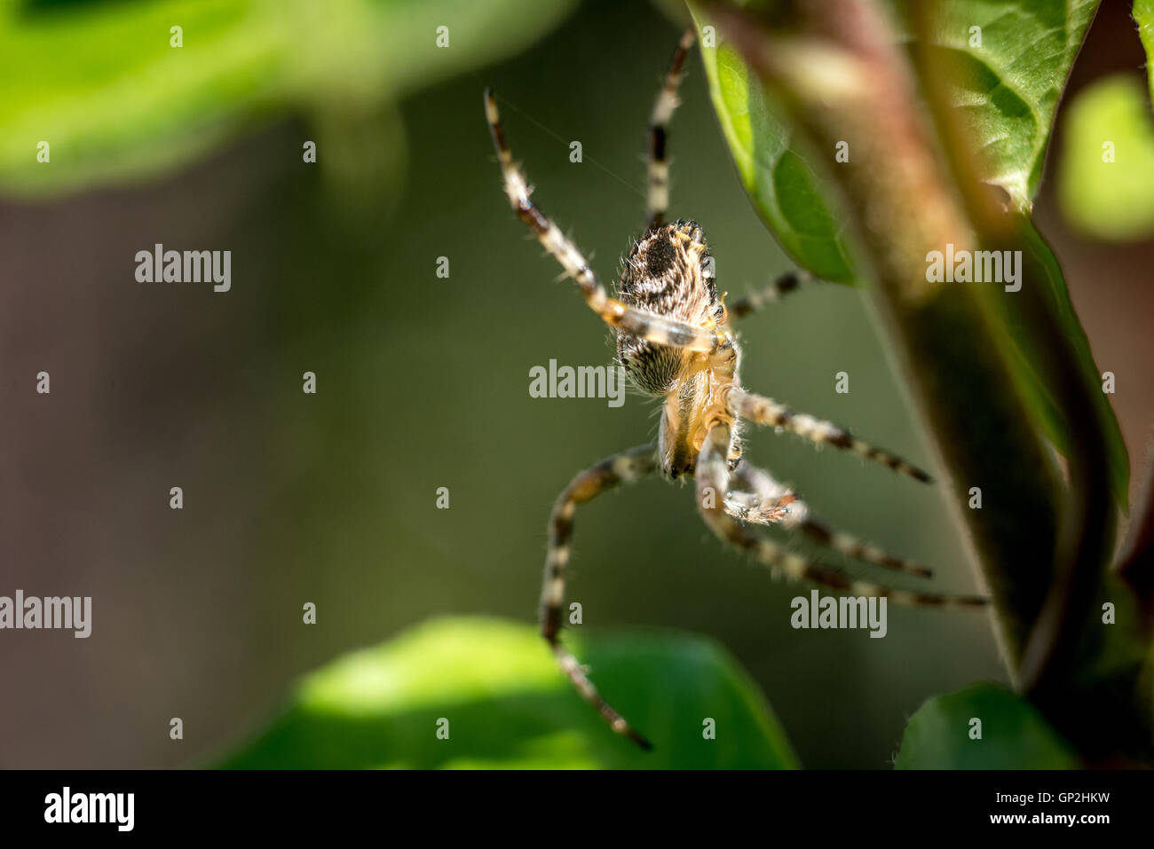 A common garden spider in Sussex Stock Photo - Alamy