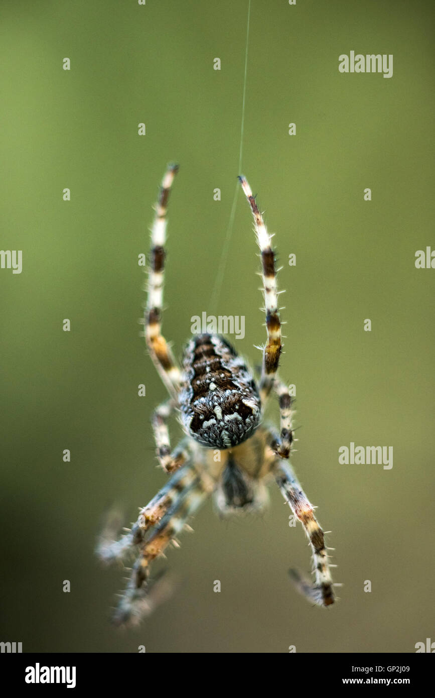 A common garden spider in Sussex Stock Photo - Alamy