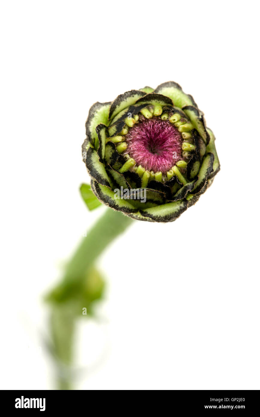 Zinnia flower head budding taken with macro lens. Stock Photo