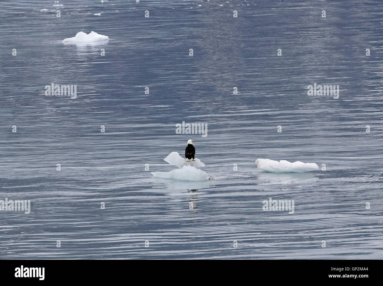 Bald Eagle sitting ice flow Galcier Bay Inside Passage Southeast Alaska USA Stock Photo