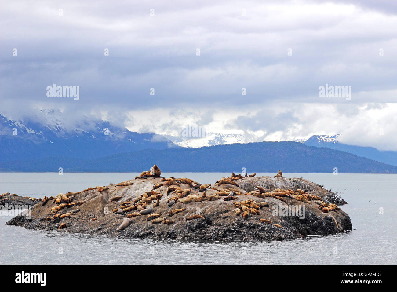 Sea lion colony on rock Fog clouds Galcier Bay Inside Passage Southeast Alaska USA Stock Photo