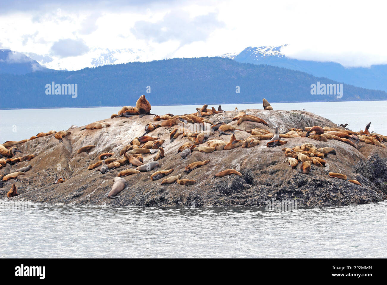 Sea lion colony on rock Fog clouds Galcier Bay Inside Passage Southeast Alaska USA Stock Photo