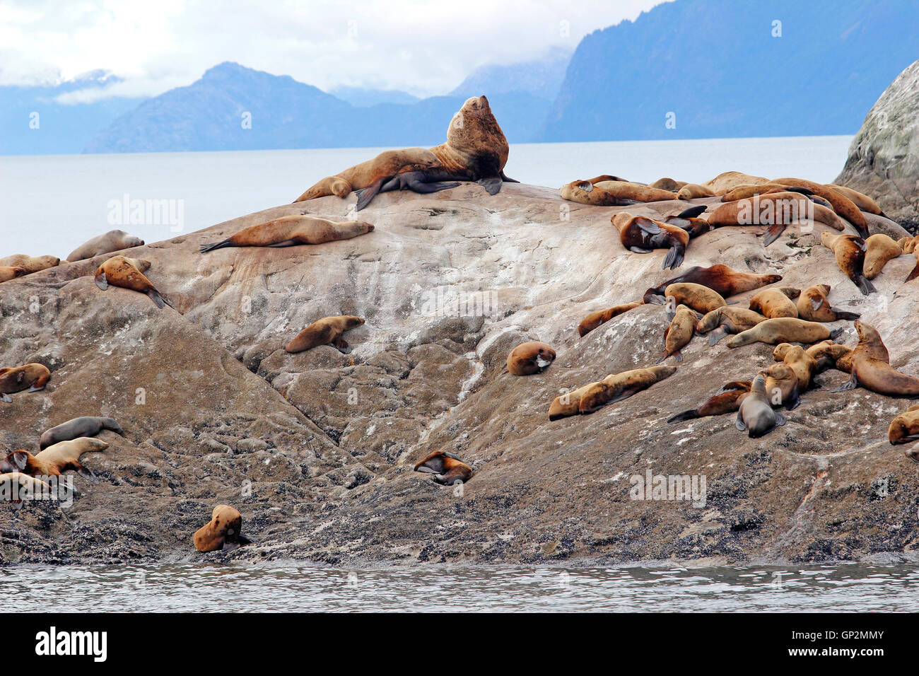 Sea lion colony on rock Fog clouds Galcier Bay Inside Passage Southeast Alaska USA Stock Photo