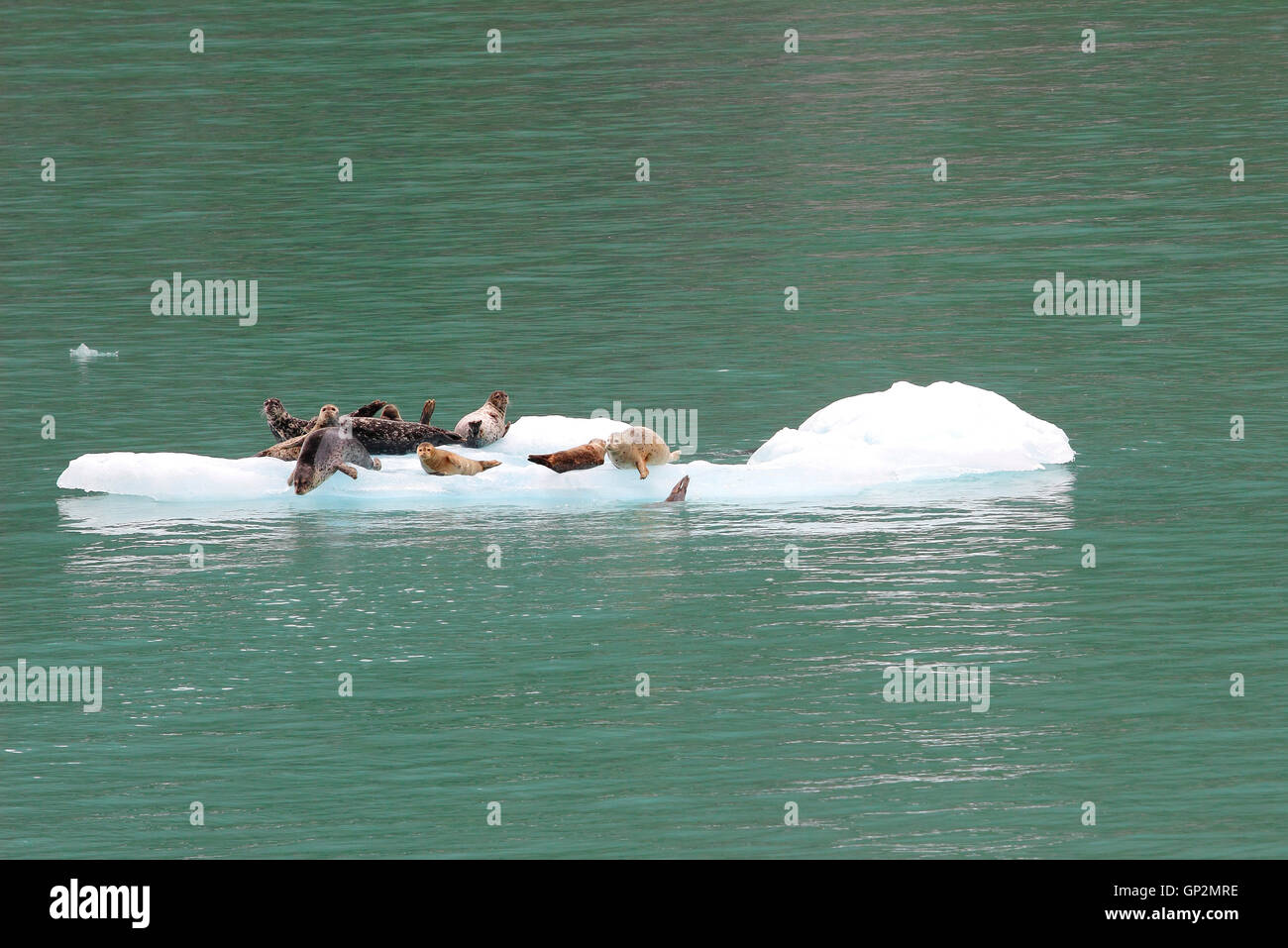 Seals on ice flows Dawes Glacier Fog clouds Endicott Arm Inside Passage Southeast Alaska USA Stock Photo