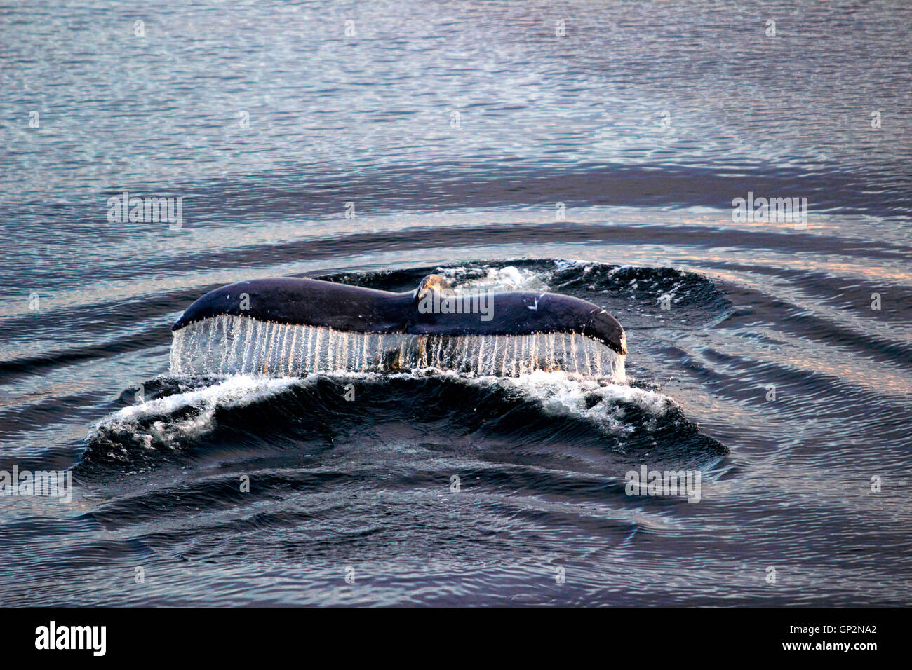 Breaching Humpback Whale (Megaptera Novaeangliae) tail evening Misty Fjords National Monument Inside Passage Southeast Alaska US Stock Photo