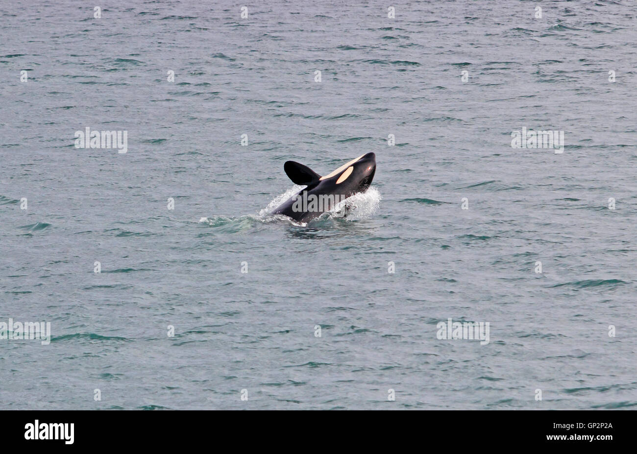 Breaching Orca Whales 'Killer Whales' in Sitka Sound Sitka Southeast Alaska USA Stock Photo