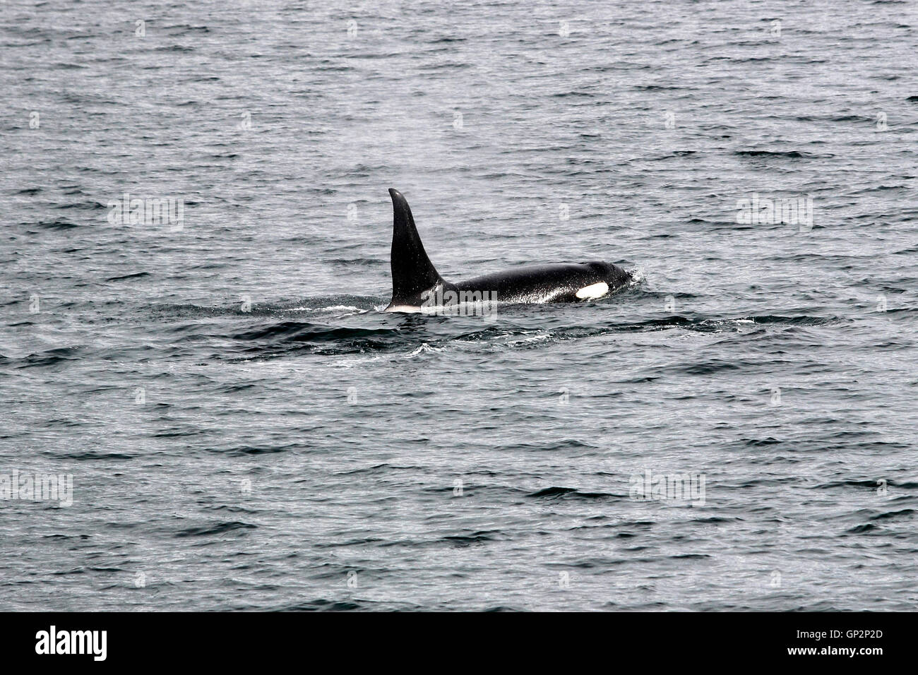 Breaching Orca Whales 'Killer Whales' in Sitka Sound Sitka Southeast Alaska USA Stock Photo