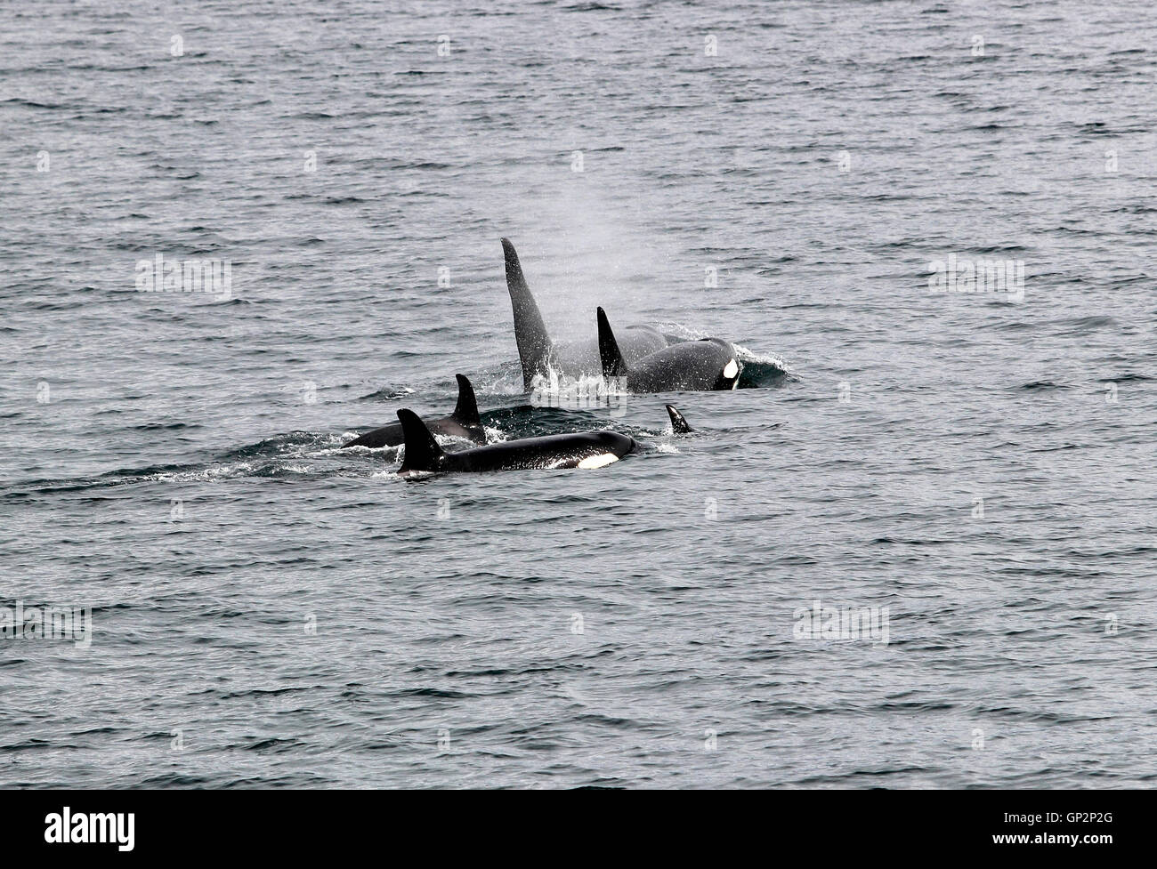 A pod of Orca Whales 'Killer Whales' in Sitka Sound Sitka Southeast Alaska USA Stock Photo