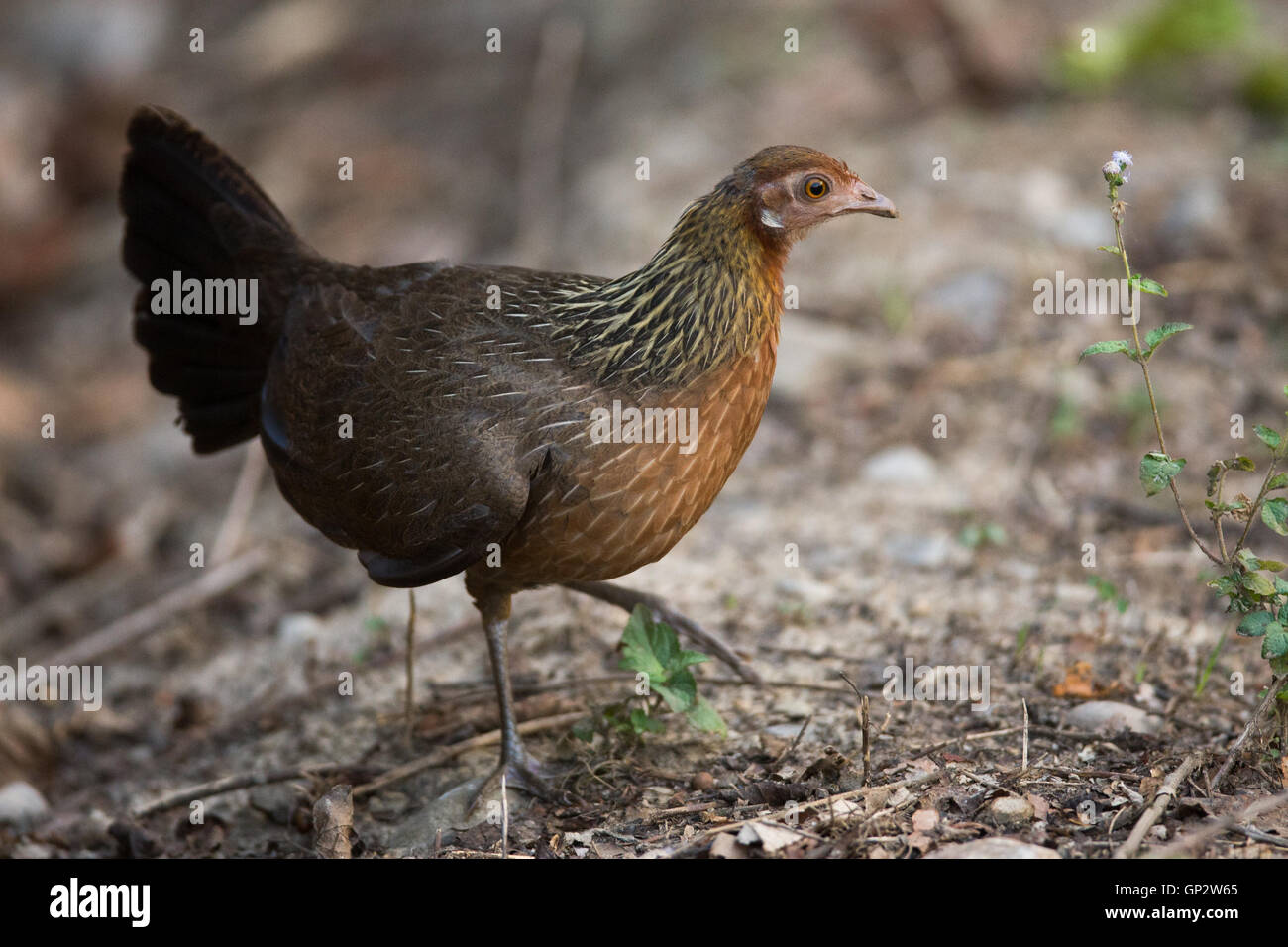 Red jungle fowl female hi-res stock photography and images