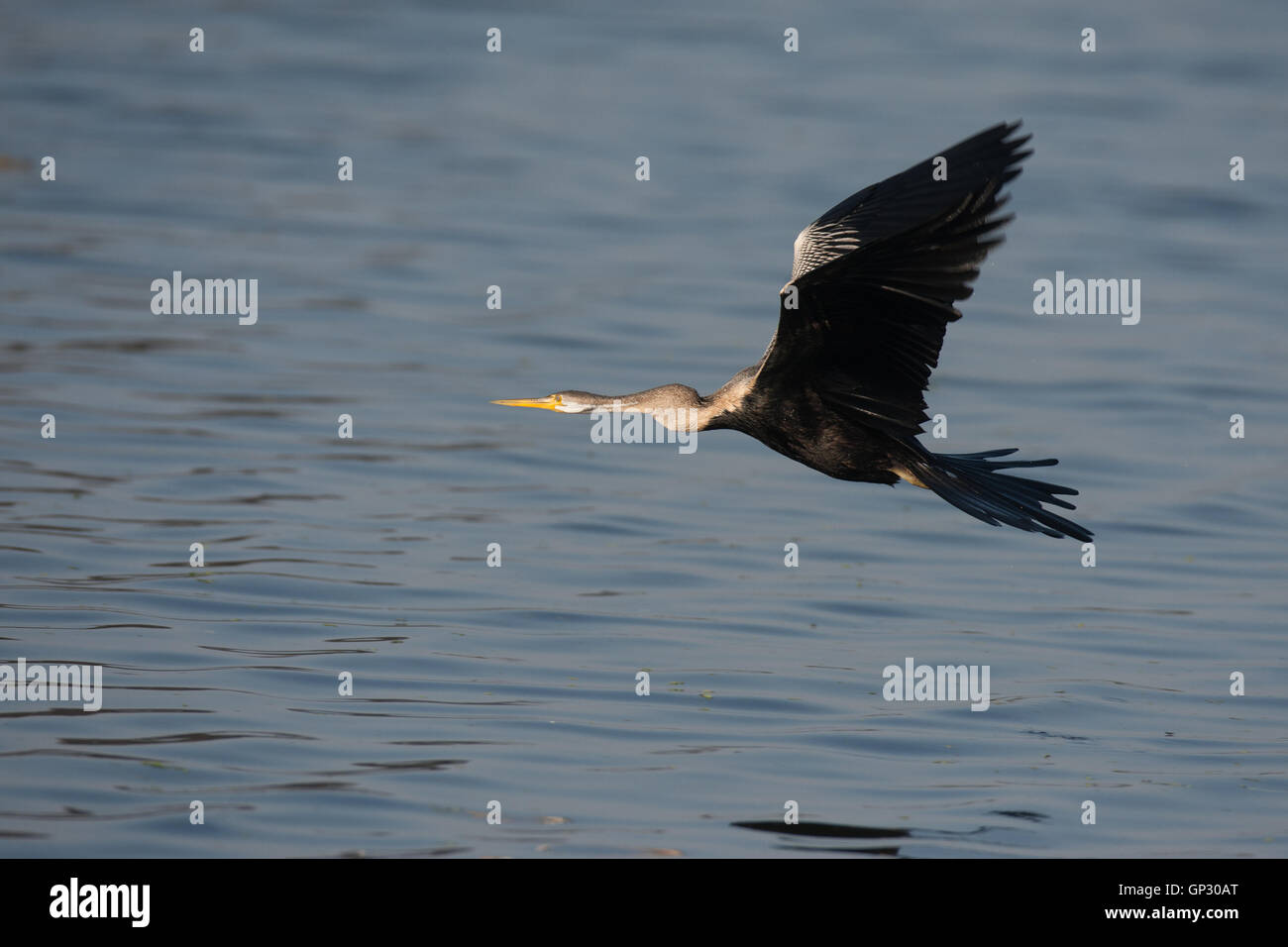 Darter Snake bird in flight at Bharatpur Stock Photo