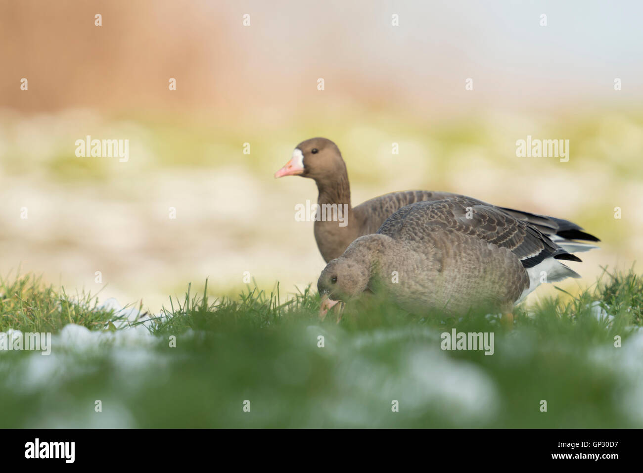 White-fronted Goose / Blaessgaense ( Anser albifrons ), arctic geese, adult with young, grazing on a meadow in winter, wildlife. Stock Photo