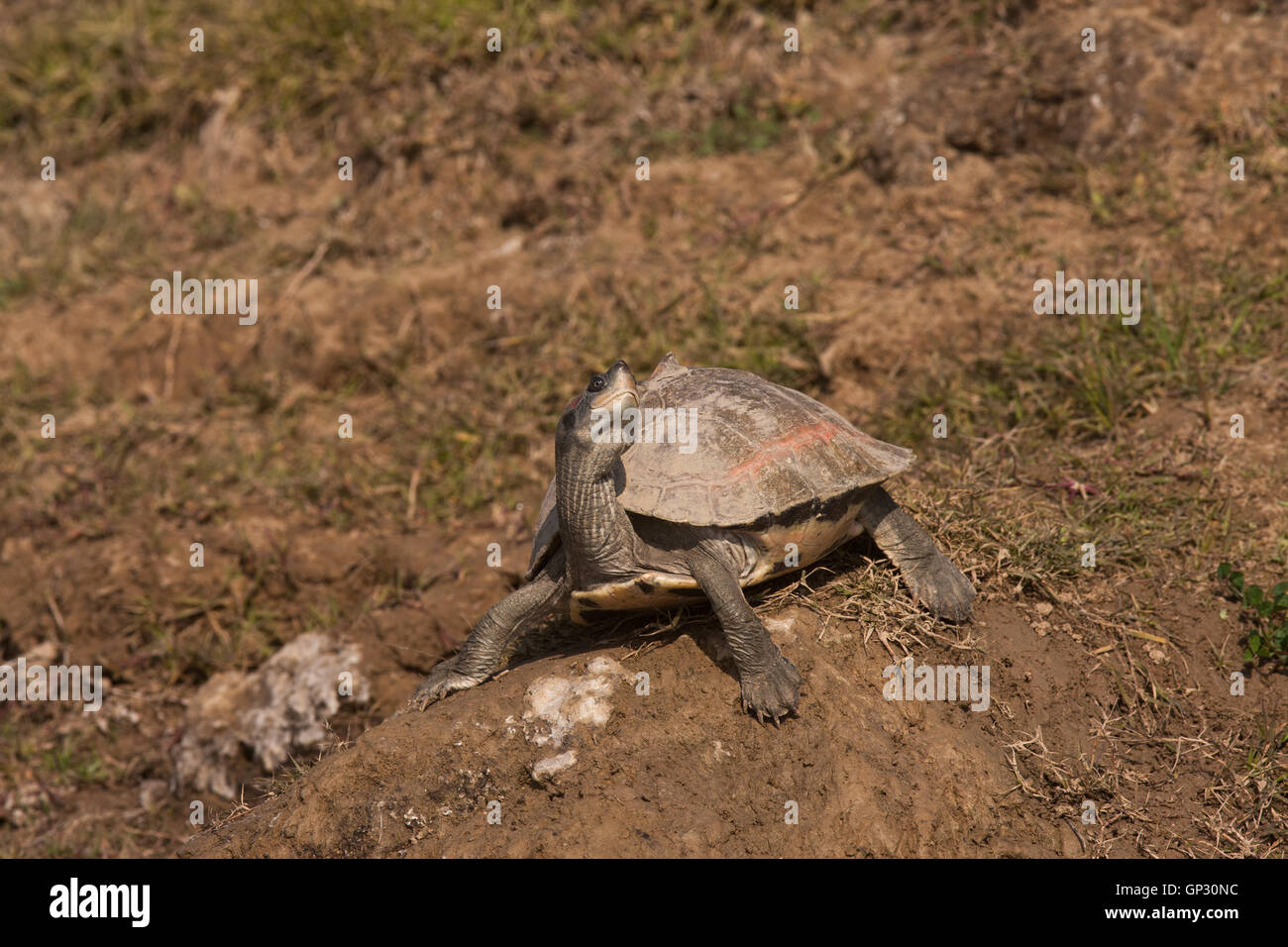 Red crowned roof turtle on the river bank in Chambal on the Madhya Pradesh Uttar Pradesh border in India Stock Photo