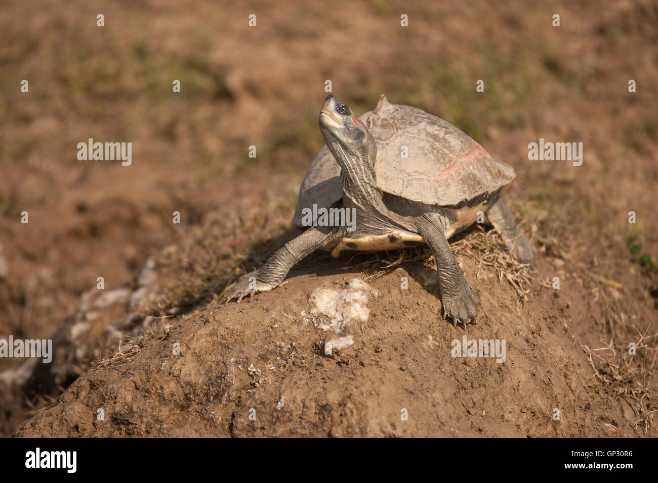 Red crowned roof turtle on the river bank in Chambal on the Madhya Pradesh Uttar Pradesh border in India Stock Photo